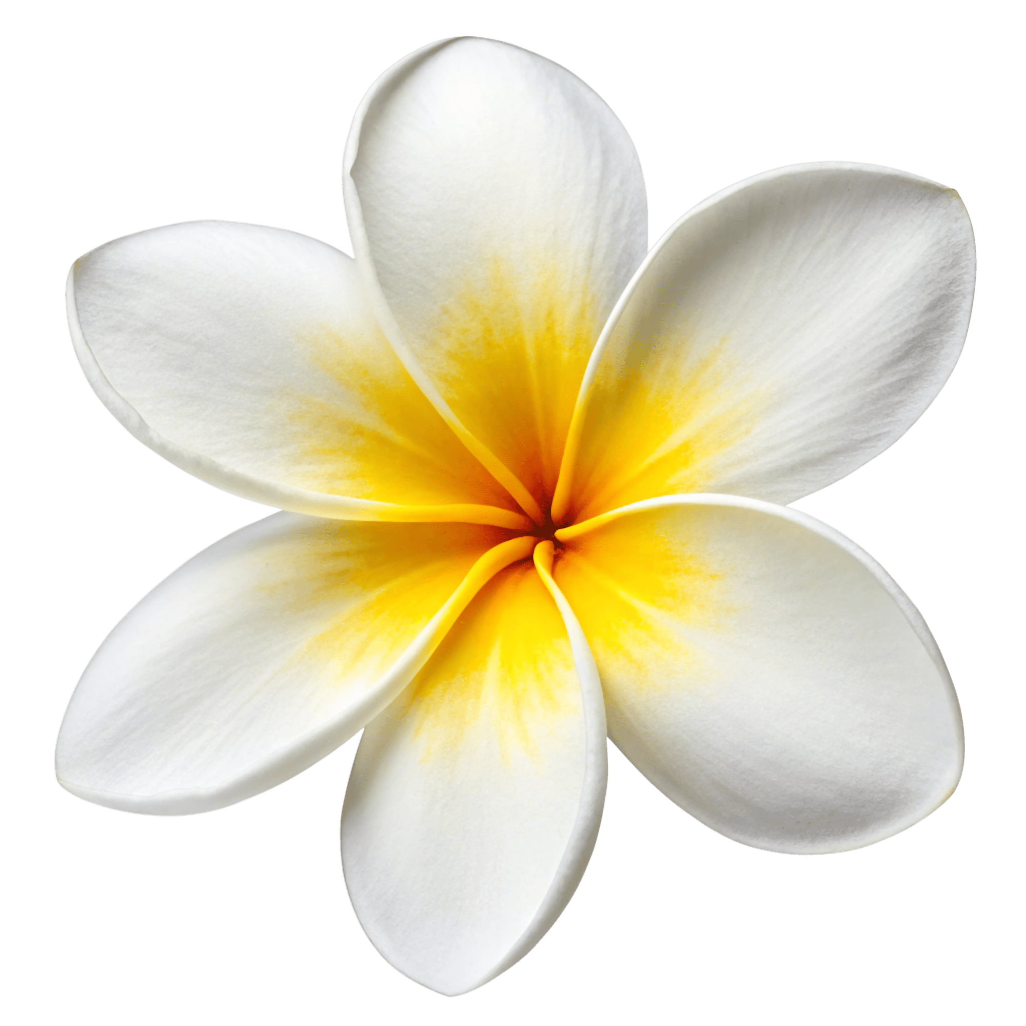 কাঠগোলাপ Logo